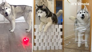 Dog Challenge! Husky Yuki is talking! Husky Saga vs Invisible wall.