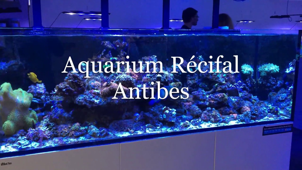 Aquarium Récifal
