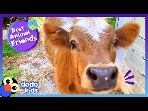 Aide cette jolie vache à se faire un ami | dodo kids | meilleurs amis des animaux