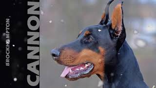 CANNON - BROCKHAMPTON