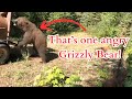Grizzly Bears Being Released Back Into The Wild One Gets Mad