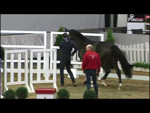 Cornet Obolensky - Montender *2017