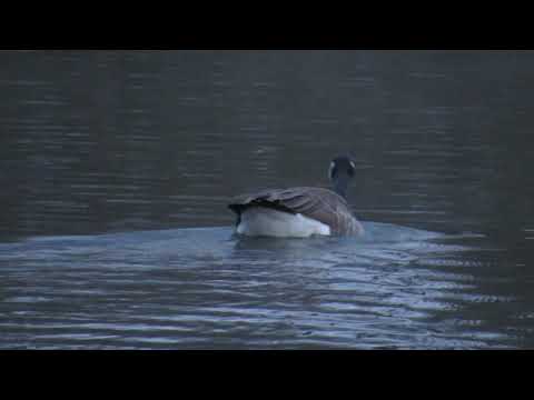 Westenholte sunrise at the lake - Amit 2015