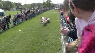 preview picture of video 'Oughterard Co. Galway Republic of Ireland Sheep Races 2012'