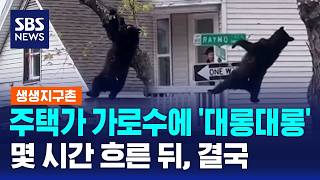 주택가 가로수에 위태롭게 '대롱대롱'..몇 시간 흐른 뒤, 결국 / SBS / 생생지구촌