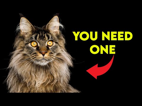 These Are The BEST REASONS To Get a Maine Coon Cat!