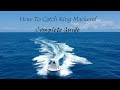 King Mackerel Fishing Complete Guide Absolute Best Method To Catch Lots Of Kingfish Fishing Spots