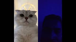 Download lagu Sonya has made a mess again! #cat #cats #catvideos #funny mp3