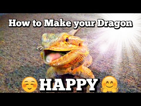 YouTube video about: How to make bearded dragon happy?
