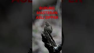 Download lagu BURUNG MASTERAN ASLI ZIPPER #burunhmasteran #burung #gacor #masterannembak #aviary mp3 Download lagu BURUNG MASTERAN ASLI ZIPPER #burunhmasteran #burung #gacor #masterannembak #aviary mp3
