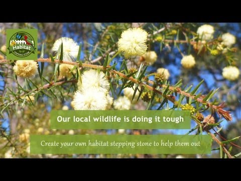 What is Habitat Stepping Stones?