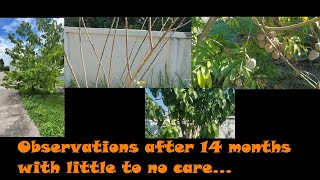 Ep.19 Observations after 14 months with little to no care...