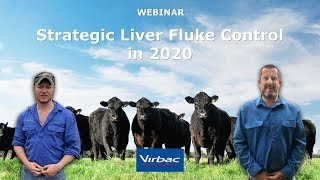 Strategic Liver Fluke Control in 2020 - What You Need to Know