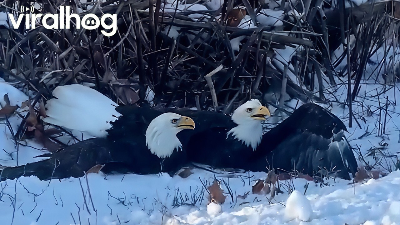 Bald Eagles Lock Talons and Fall from the Sky || ViralHog