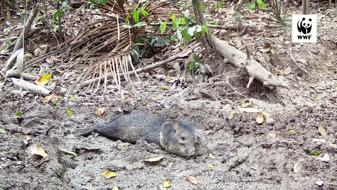 Taitetú en el bosque 🐗🌿