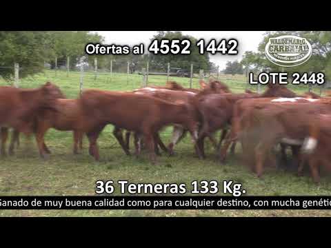 Lote 36 Terneras 36 SH 133kg -  en Manantiales- R54 a 25 Km de Radial Juan L.Lacaze