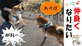 仏のうめちゃんとヘタレどんぐり🐶 #犬のいる暮らし #shibainu #柴犬