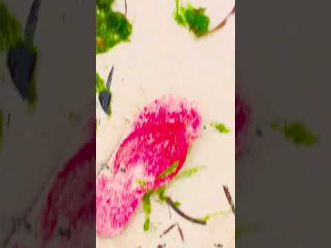 Anguib Beach Jan 2025