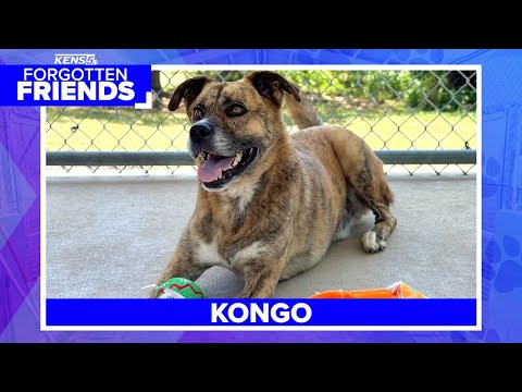 Polite Brindle boy named Kongo seeks home filled with love | Forgotten Friends - YouTube