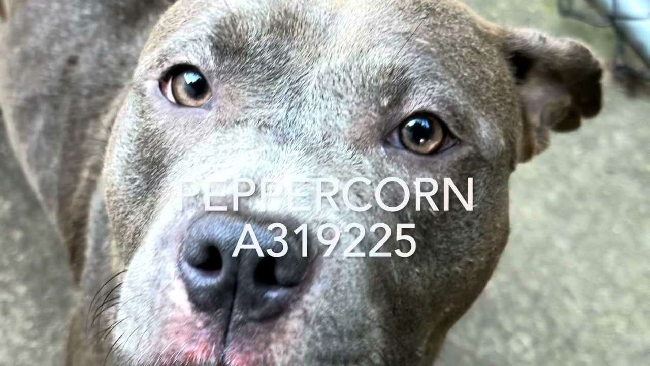 Peppercorn video preview