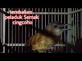 Download Lagu Peladuk Semak gacor full ngebrem./cingcoho salakan Mp3 Free