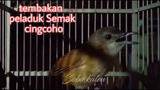 Download lagu Peladuk Semak gacor full ngebrem./cingcoho salakan mp3 Download lagu Peladuk Semak gacor full ngebrem./cingcoho salakan mp3