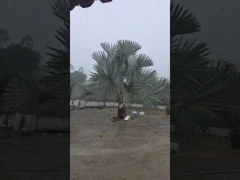 🇧🇷 TACAIMBÓ, PERNAMBUCO 20.04.2026 #chuvas #sitio #vidanaroça #vidanaroça #chuva #nordeste #vida