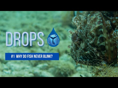 Why do fish never blink? | DROPS #1