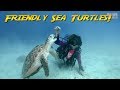 Friendly Sea Turtles!  | JONATHAN BIRD'S BLUE WORLD