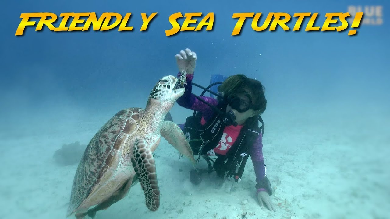 Friendly Sea Turtles follow us like puppies.  What do they like?