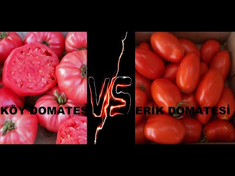 , title : 'Köy Domatesi ve Erik Domatesi arasındaki farklar / Hangi domates daha iyi / Çiçekçibaba'