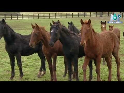 Extrait archives M6 Video Bank // Grand Prix d'Amérique - Capital - 2006