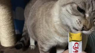 大好きなちゅーるだと接近するけど仲良くなれないねー。。猫パンチ炸裂。今日のらにとぽんず。2018.12.14