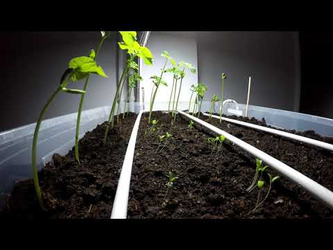 Ep. 006: Timelapse "Dansul plantelor"