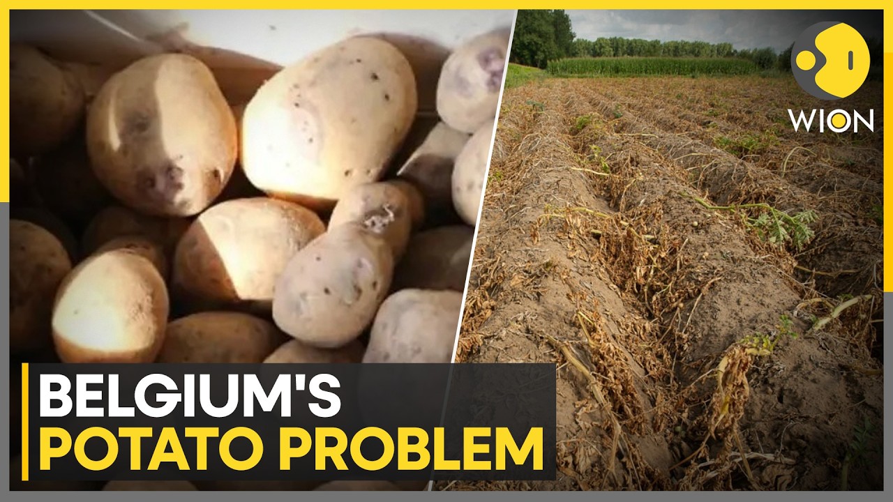 Belgium Faces Potato Price Crash Amid Massive Overproduction | WION News