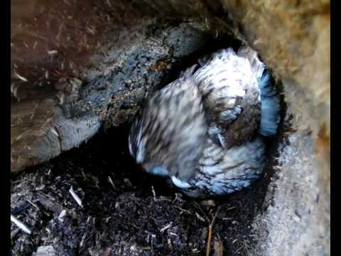 TWO TAWNY OWL EGGS FEM RET 2 NEST MARCH 3AM