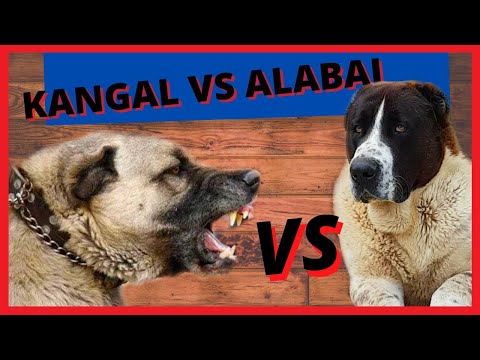 KANGAL VS ALABAI