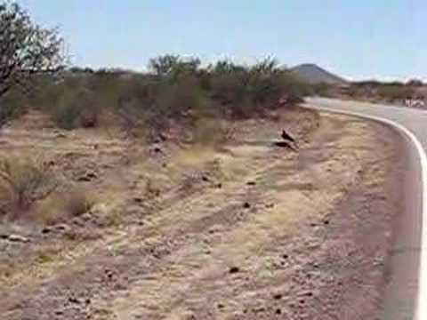 vultures eating deer