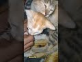 Washing Machine Pt 3 2022 Cute Cat Videos Funny Cats Try Not To Laugh