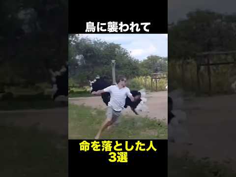 鳥に襲われて命を落とした人3選　　　　#鳥 #事件