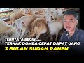 Cara Sukses Ternak Domba Cepat Dapat Uang 3 Bulan Sudah Panen AGROTV9
