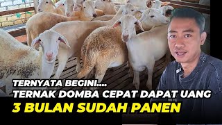 Download lagu Cara Sukses Ternak Domba Cepat Dapat Uang, 3 Bulan Sudah Panen |@AGROTV9 mp3