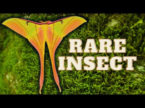 Incredible Insect: Pink Spirit Moth (Silkmoth life cycle) Actias rhodopneuma / by Bart Coppens