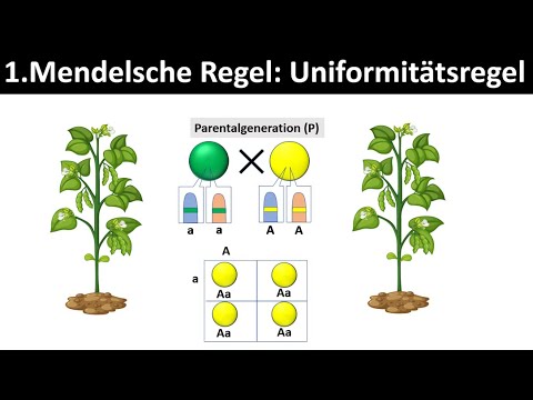 1. Mendel's Law - Uniformity Law [+ Application Task] - [Biology]
