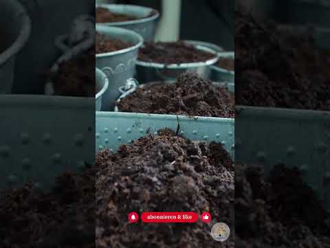 Moor retten, Garten gewinnen: Der Praxis-Guide für torffreie Erde