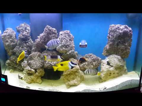 Vlamingi tang , Foxface, Clownfish, Sailfin tang, Tomato Clown