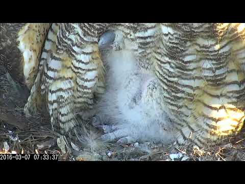 Big Owlet Feet, Savannah Great Horned Owls Cam, 7 March, 2016