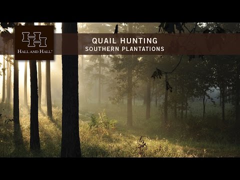 download lagu mp3 mp4 Quail Hunting Plantations, download lagu Quail Hunting Plantations gratis, unduh video klip Quail Hunting Plantations