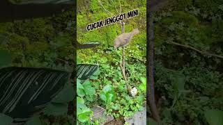 Download lagu Masteran burung cucak jenggot mini #cucakjenggot #masteranburung #shorts mp3 Download lagu Masteran burung cucak jenggot mini #cucakjenggot #masteranburung #shorts mp3