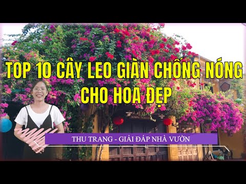 , title : 'TOP 10 CÂY LEO GIÀN CHỐNG NÓNG CHO HOA ĐẸP |Giải Đáp Nhà Vườn|'